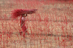 2024 019 Sergileme Barun RAJGARIA Color Culltivetor