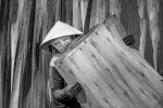 2024 019 Sergileme Hong TRAN VAN Drying plywood