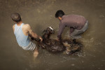2024 019 Sergileme Mohammad Reza FATHI Washing sheep