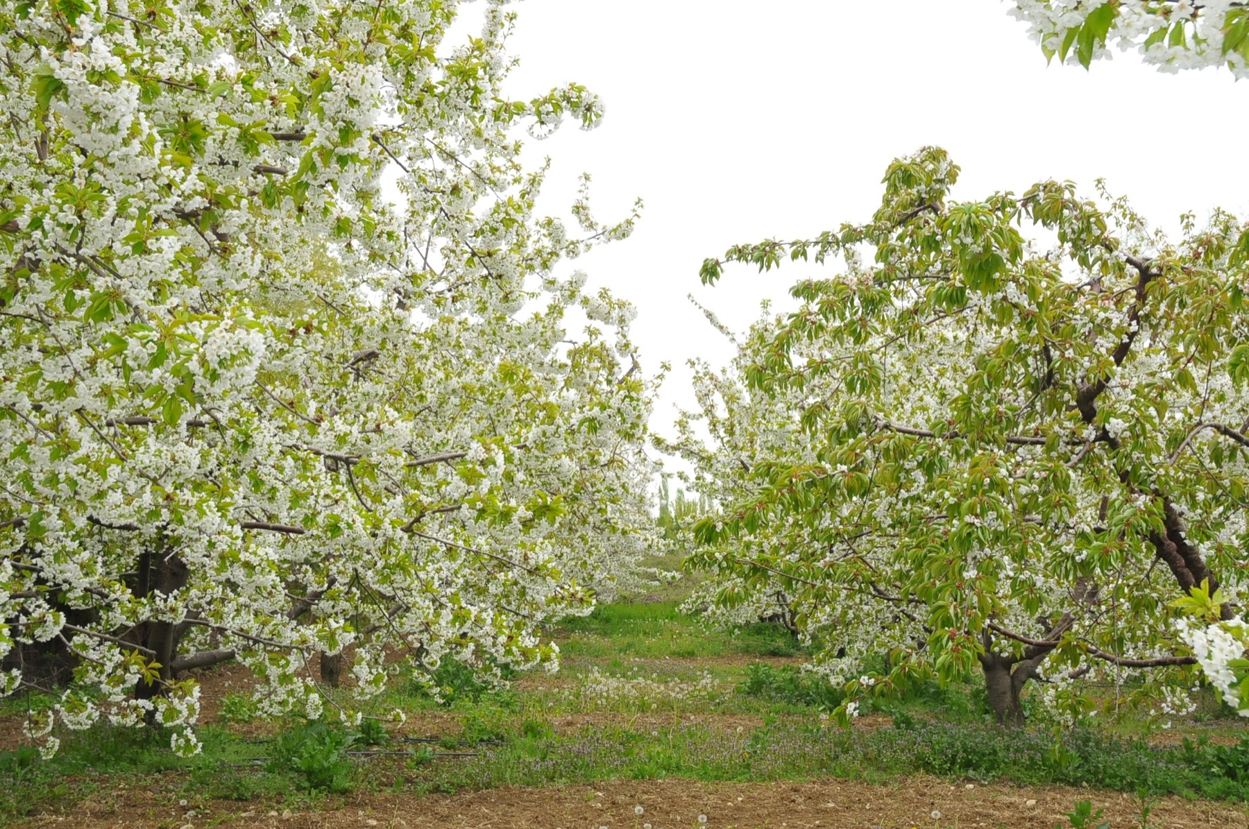 Aksehir kiraz cicekleri 002