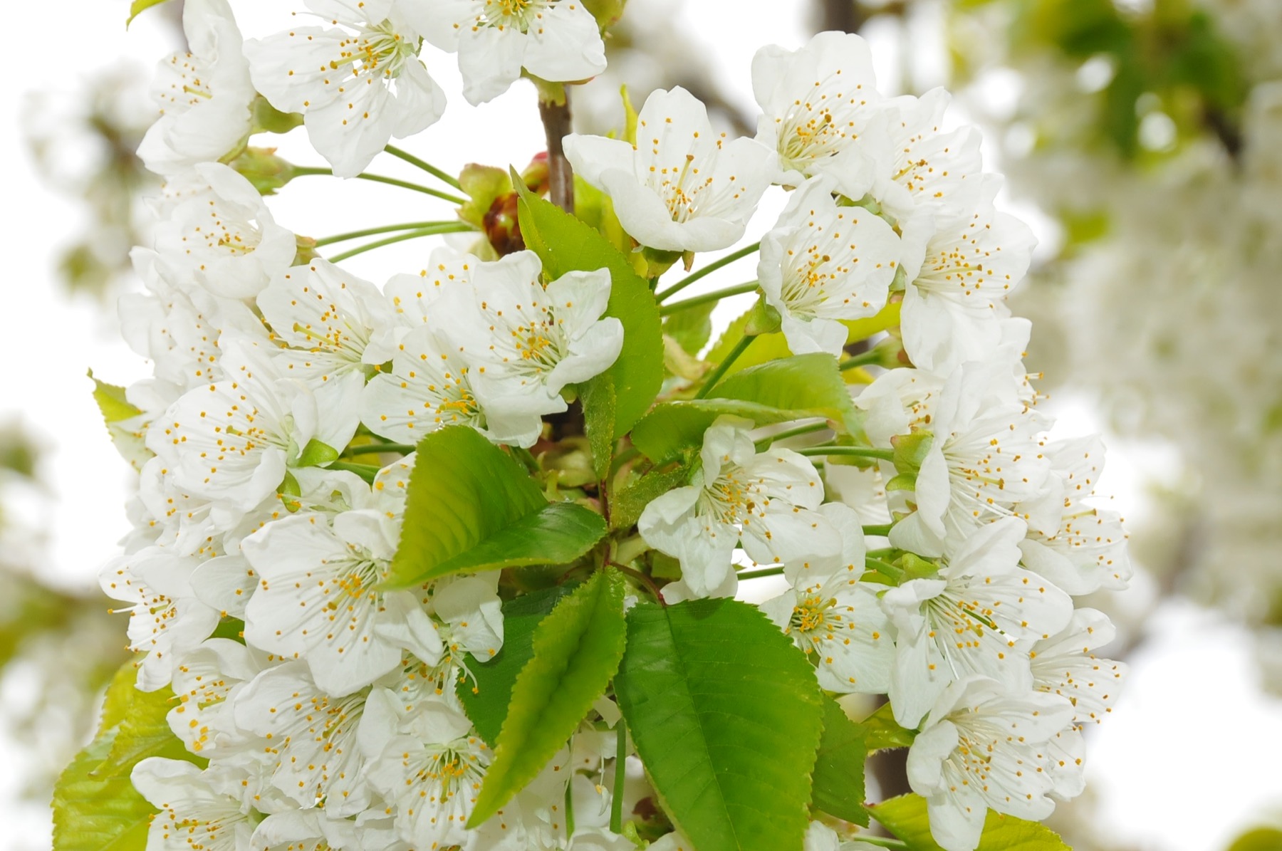 Aksehir kiraz cicekleri 003