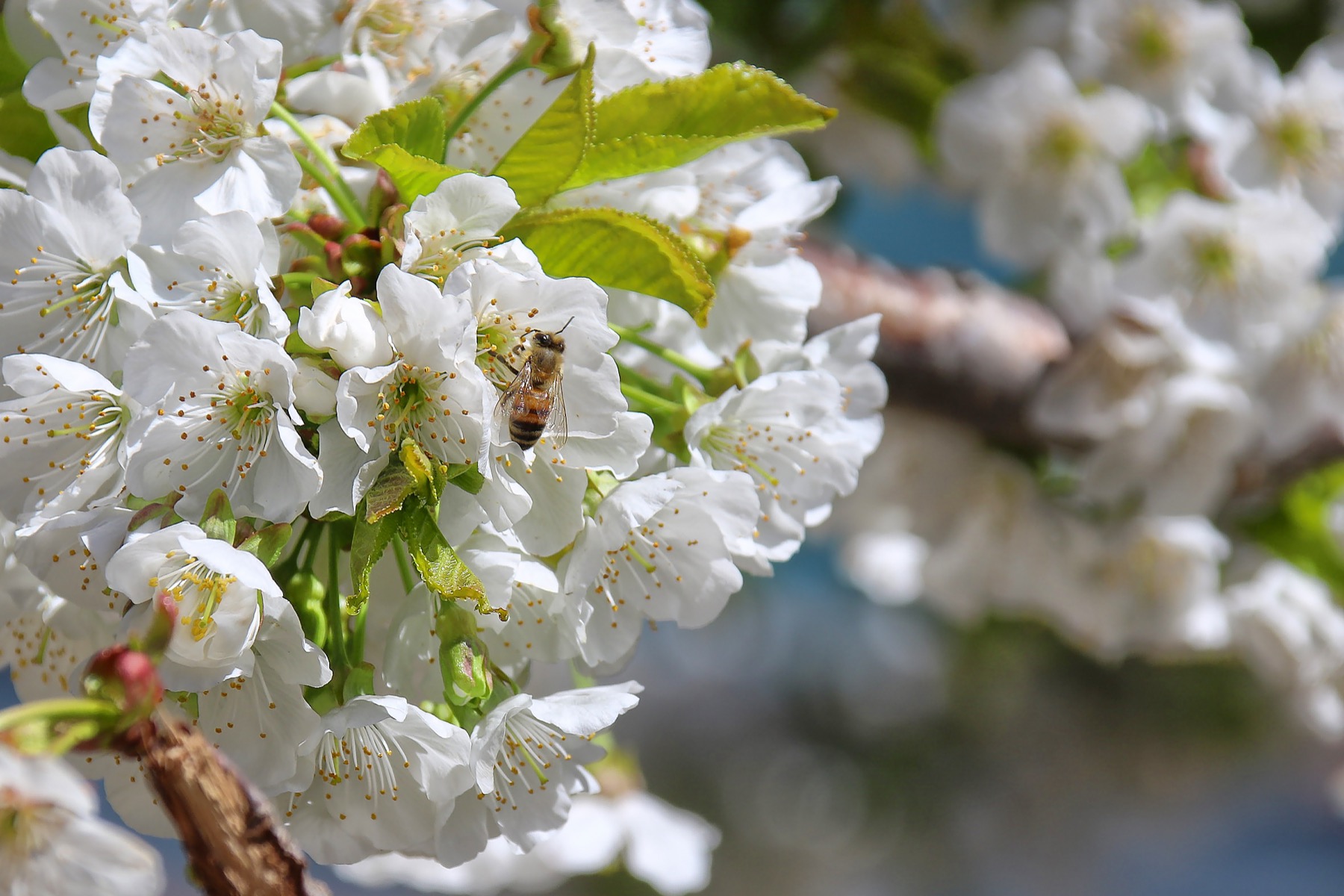 Aksehir kiraz cicekleri 007