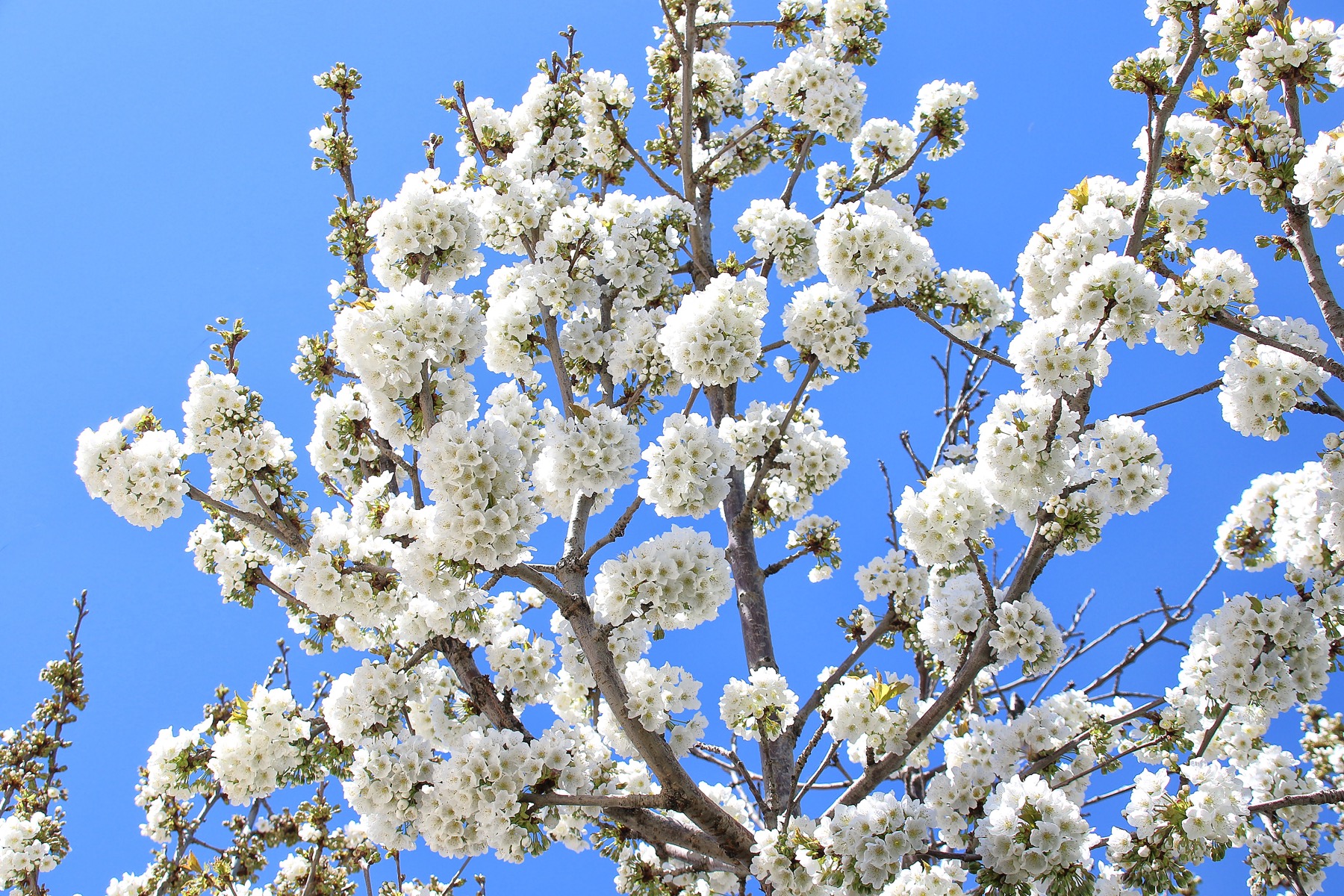 Aksehir kiraz cicekleri 009
