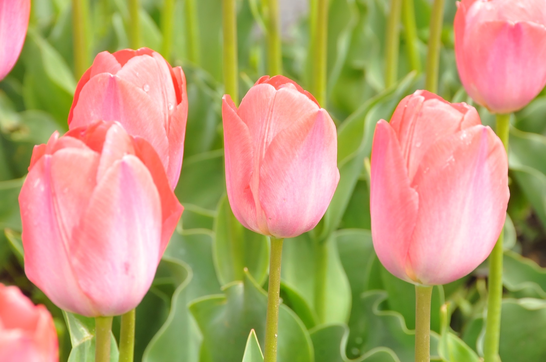 Ciceklerle aksehir 002