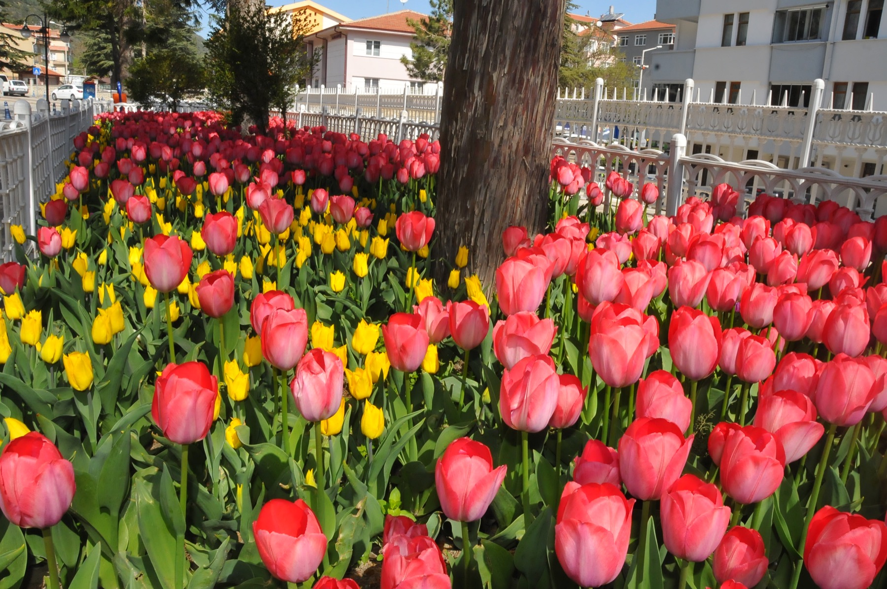 Ciceklerle aksehir 003