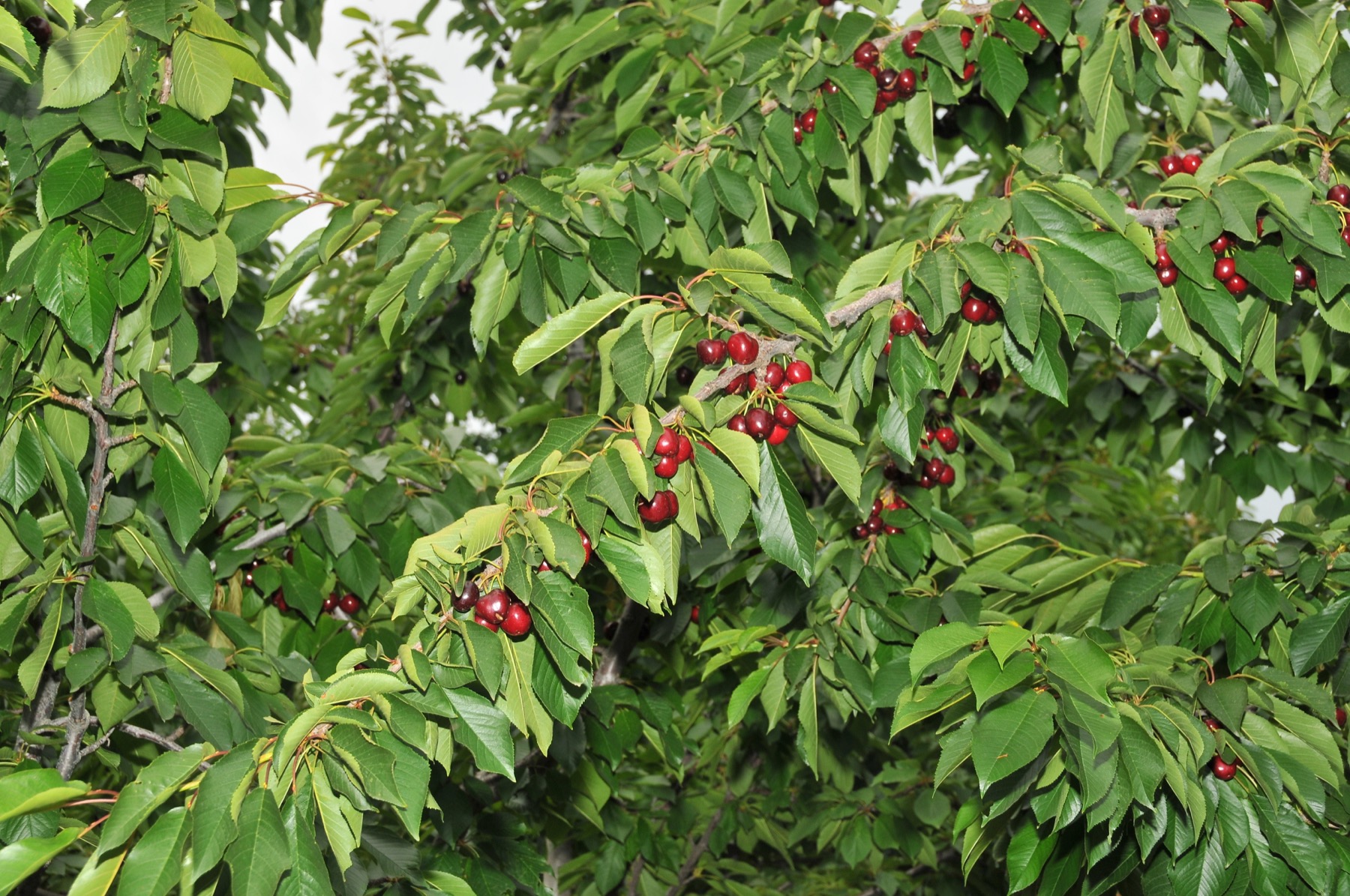Aksehir kirazi 002